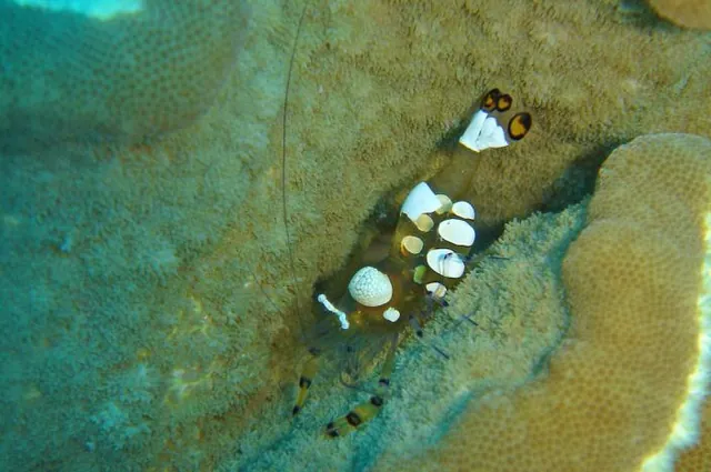 An unusual transparent shrimp on a night dive