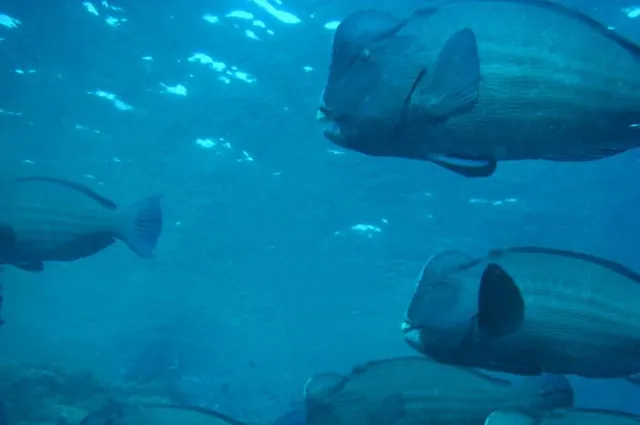 The weird looking bumphead parrotfish cruising past