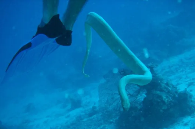 These venomous olive sea snakes had a tendancy to chase divers ... worrying