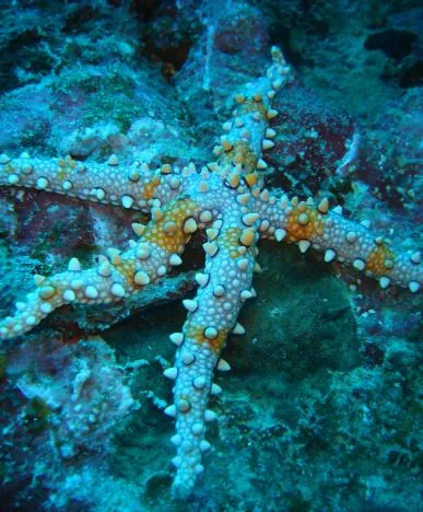 Great Barrier Reef — photograph 41