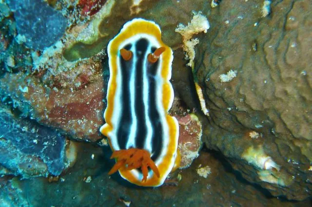 Great Barrier Reef — photograph 42
