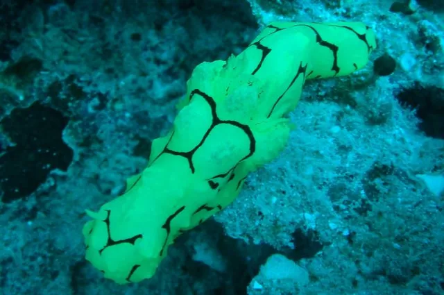 A huge yellow nudi