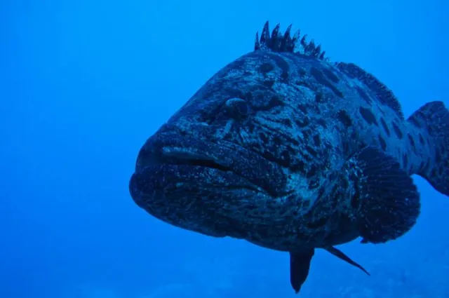 The fantasticly huge potato cod at the Cod Hole dive site