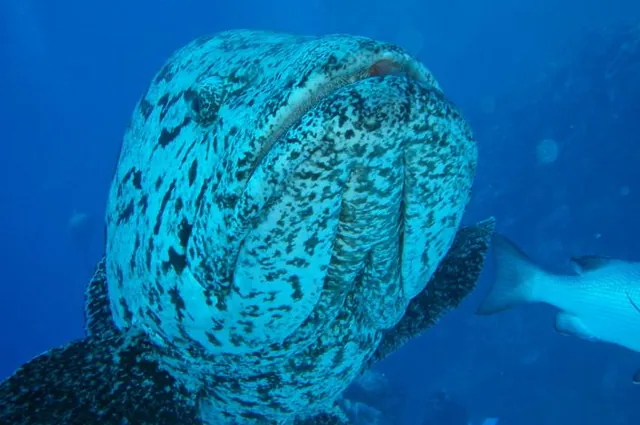Great Barrier Reef — photograph 49