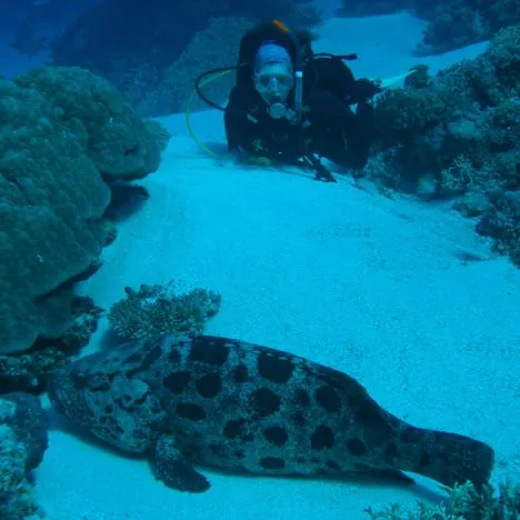 The sand at cod hole makes for an excellent fish backdrop
