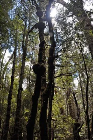 What can I tell you, I like tree shots!