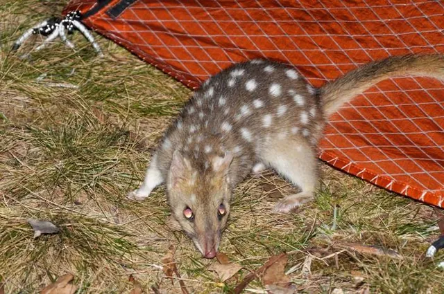 As we're getting ready for bed, we hear a couple of Eastern Quolls rummaging around the tent