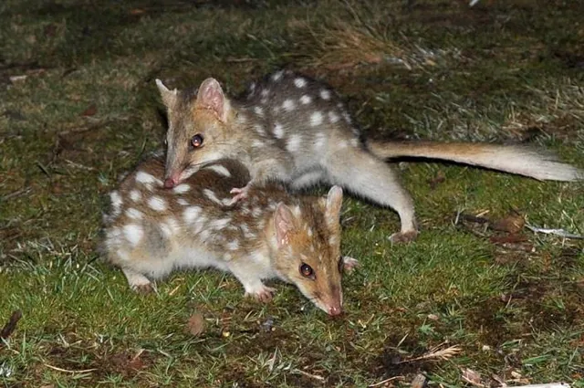 The Quolls were playfully fighting around the camp site fairly oblivious to us trying to snap them