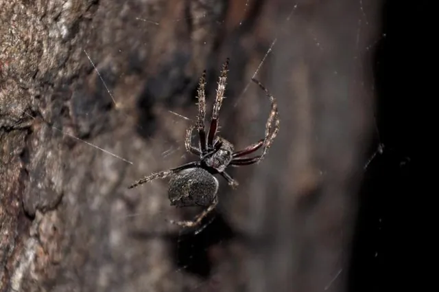 A fairly evil looking Spider waiting for supper
