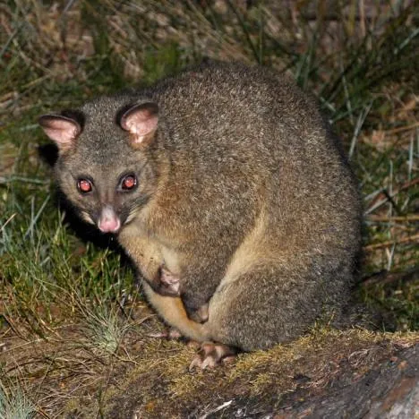 A few Possum sightings also that evening on our night critter walk