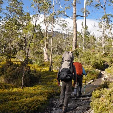 A steady climb up through the woodlands