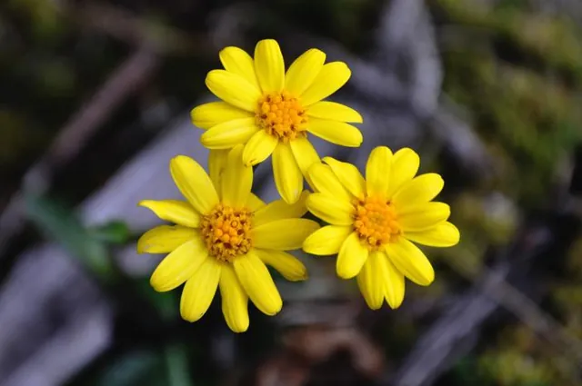 Some pretty mountain flowers along the path edge