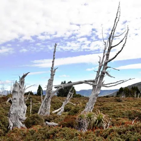 More gnarly trees
