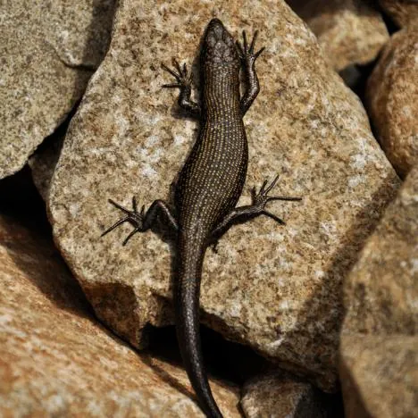 A fat skink sunbathing on the trail