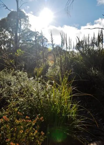 Lots of this long grass along the trail