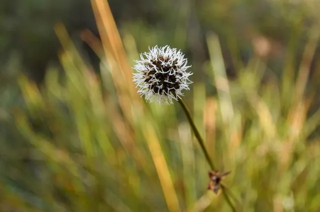 I love these - think of them as coconut Ferrero Rocher - when seeding you can shake them to scatter a fine dust