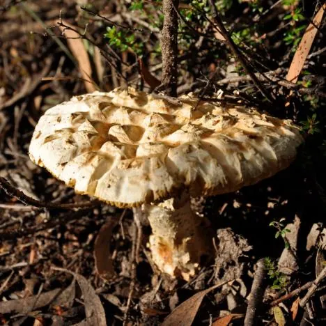 I'm not sure whether it's edible, but it was making me wish for a big fried breakfast at the time