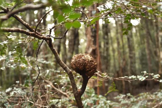 A strange tree growth ... it looks to be the brain of the plant