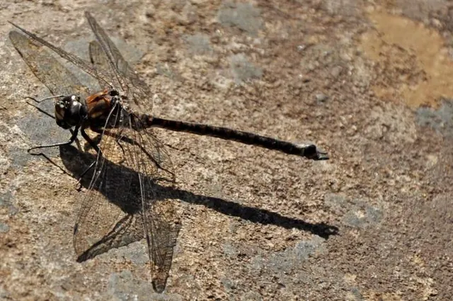 A close-up of Dragonfly that came and landed on a nearby rock whilst I was wading back through the river