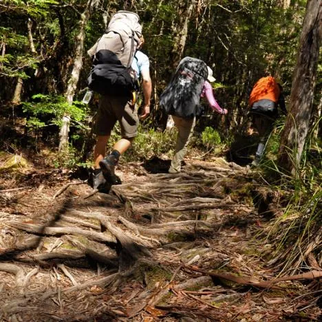 The final march to camp. You'll come to hate walking on these tree roots with sore feet