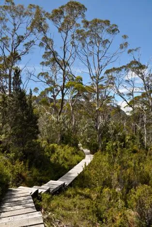 More immaculate paths threading their way through the wilderness