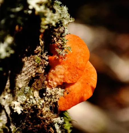 Some brightly coloured funghi can be found on the trail