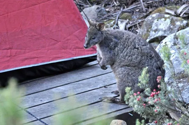 Not a Wallaby, but a Pademelon having a sniff around the tents