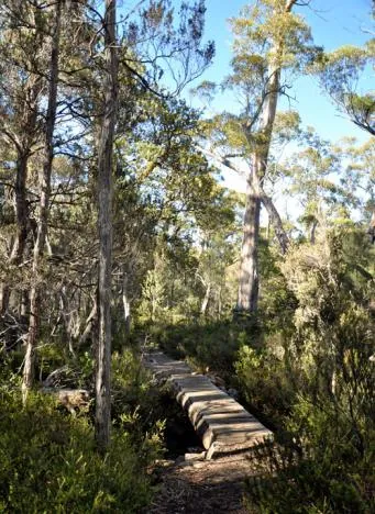Overland Track — photograph 188