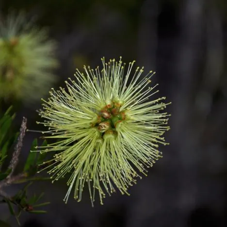 Overland Track — photograph 189
