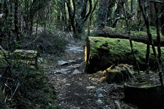 Overland Track — photograph 190