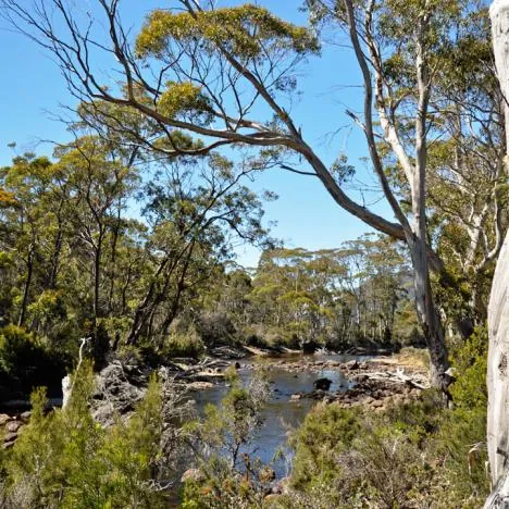 Overland Track — photograph 197