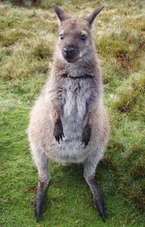 Best wallaby shot ever [Ed Mounsey (c)]