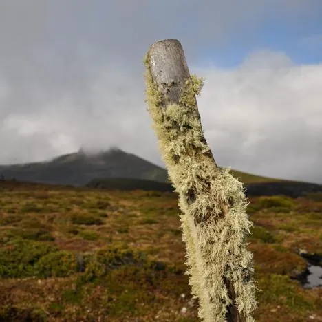 Overland Track — photograph 47