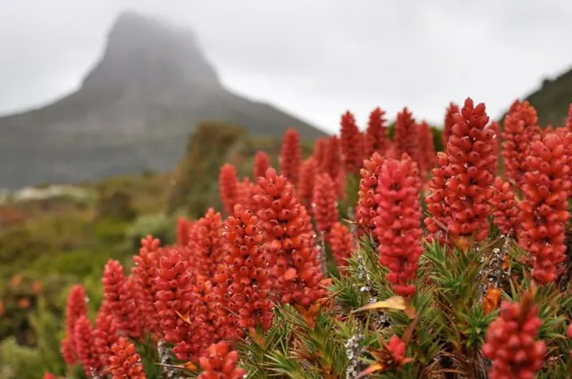 Overland Track — photograph 54