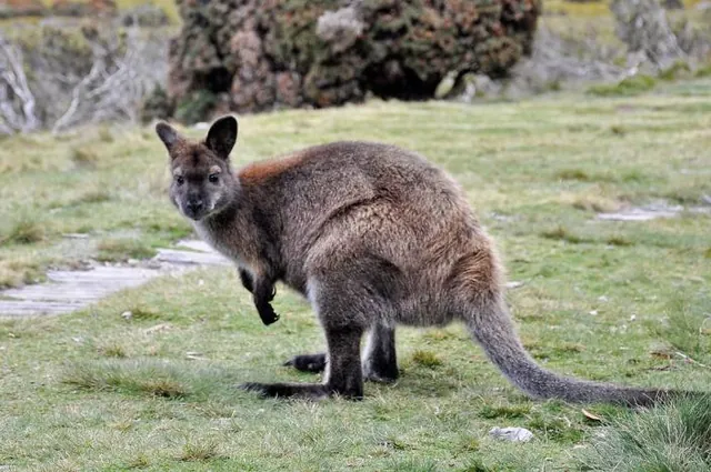 Overland Track — photograph 55