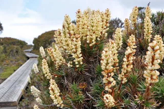 Overland Track — photograph 58