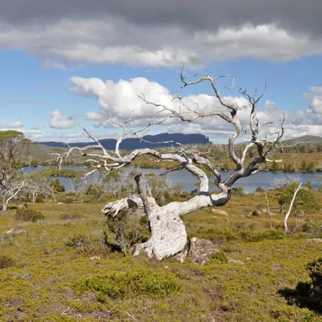 Overland Track — photograph 64