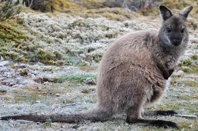 Candidate for cutest wallaby competition? Poor fella is looking freezing!