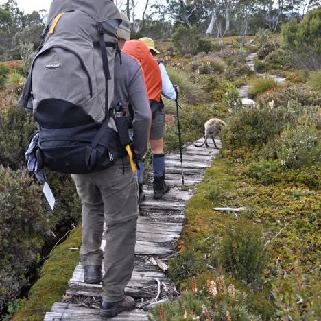 Another wallaby causing a traffic jam on the trail