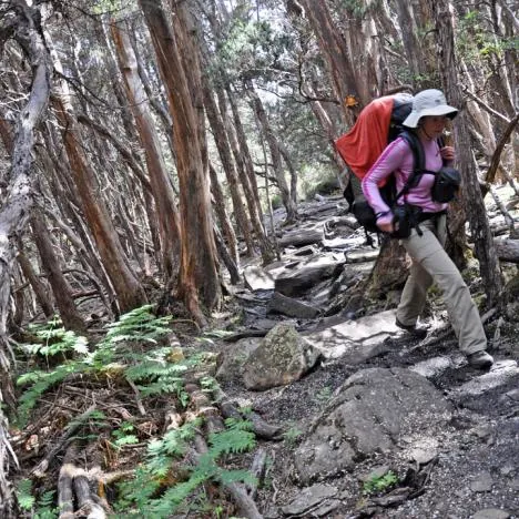 After the lookout, you head into what we liked to call the 'enchanted forest'
