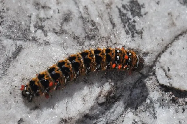 Lots of these caterpillars sunbathe on the trails - you need to be careful not to squish them