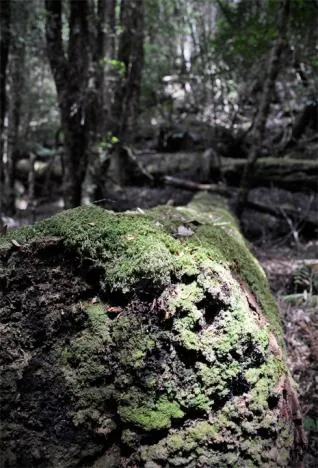 Some nice lighting effects in the forests as the sun pierces through to the ground