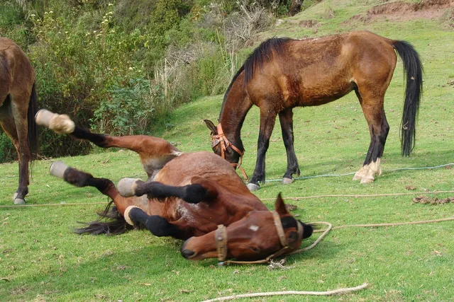 We reach camp quickly (an easy first day), horses are de-saddled, fed and watered