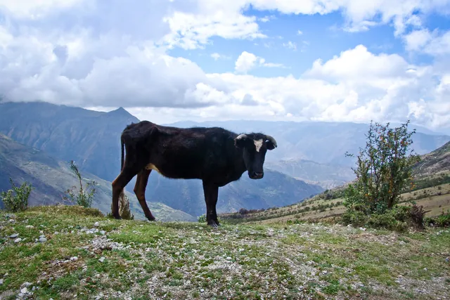 Salkantay Trail — photograph 20