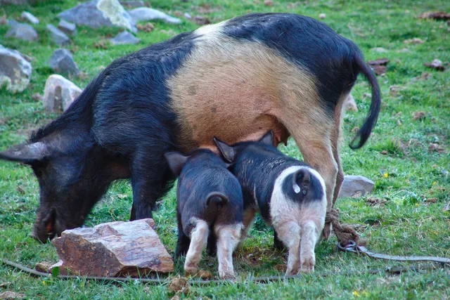 Farm animals just wander wherever they choose, delighting Gill if babies were spotted