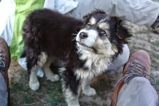 Cute pup