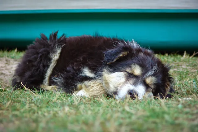 The pup slept outside our tent on guard ... cute!
