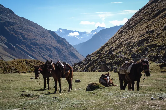 Our horses wait to be loaded up for their final day with us