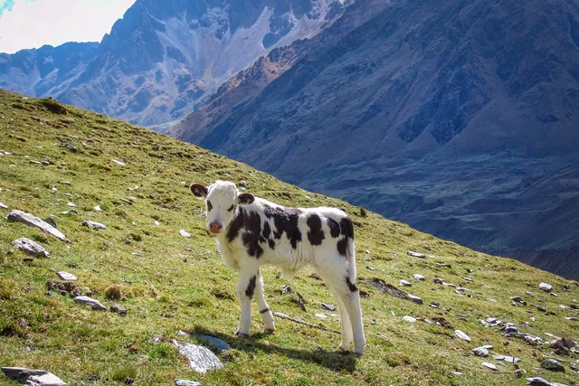 Salkantay Trail — photograph 61