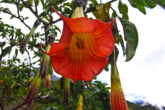 Salkantay Trail — photograph 72